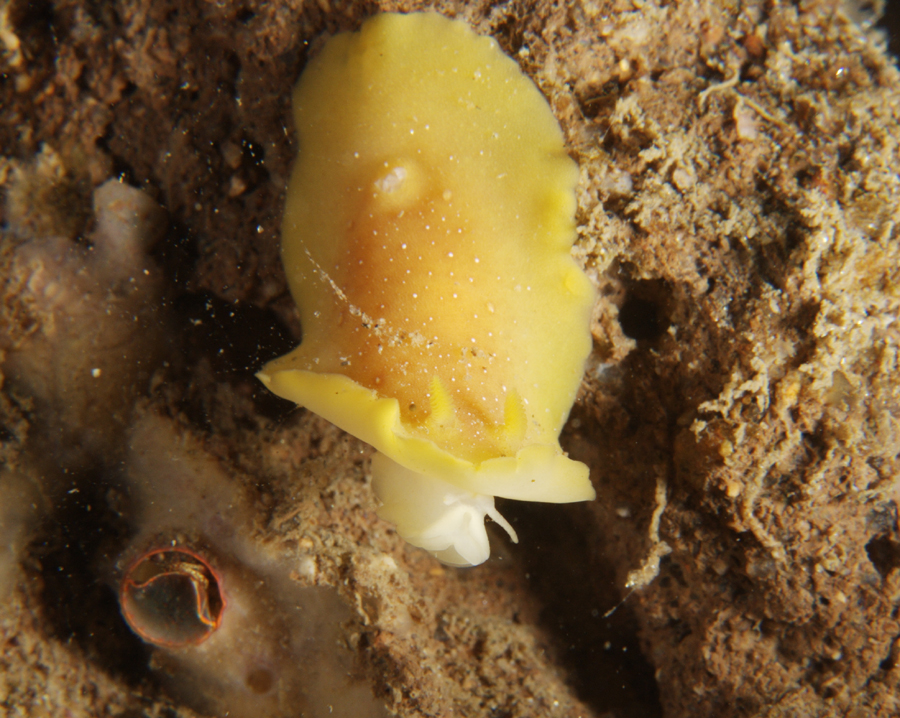 Baptodoris mimetica